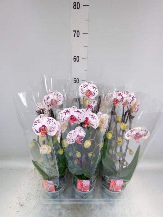 <h4>Phalaenopsis  'Elegant Cascade'</h4>