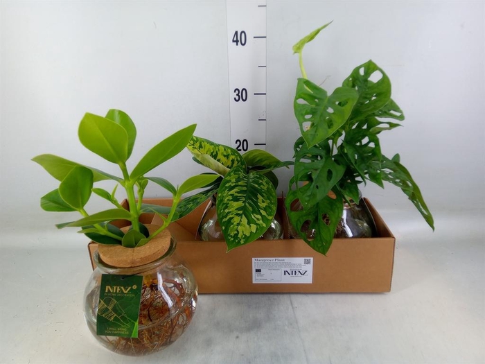 <h4>Planten  ..mix</h4>