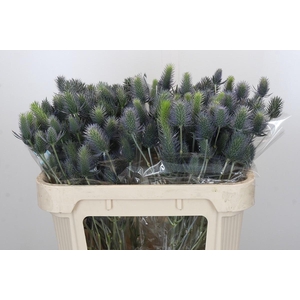 Eryngium Electric Dynamite