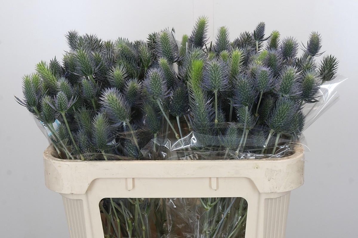 Eryngium Electric Dynamite