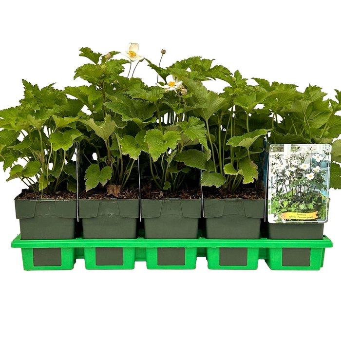 <h4>Anemone x hybrida Honorine Jobert</h4>