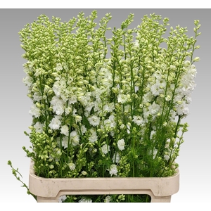 Consolida Q White