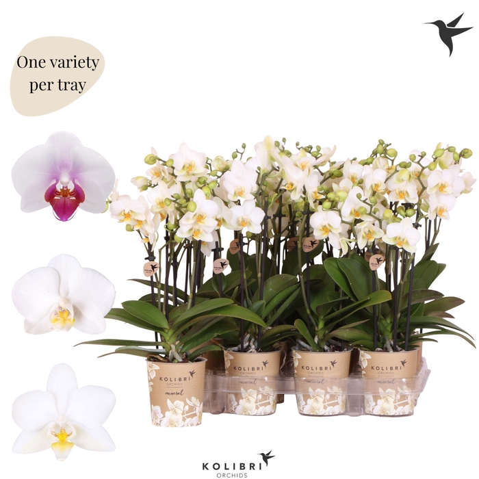 <h4>Kolibri Orchids Phalaenopsis Mineral white 3 spike</h4>