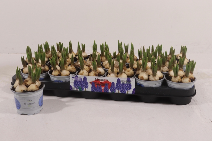 <h4>MUSCAR BIG SMILE</h4>