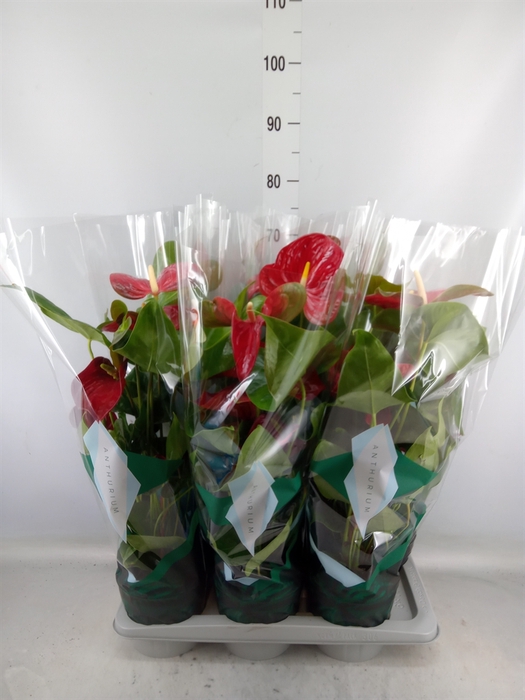 <h4>Anthurium andr. 'Arebo'</h4>