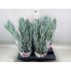 Curio ficoides 'Mount everest'