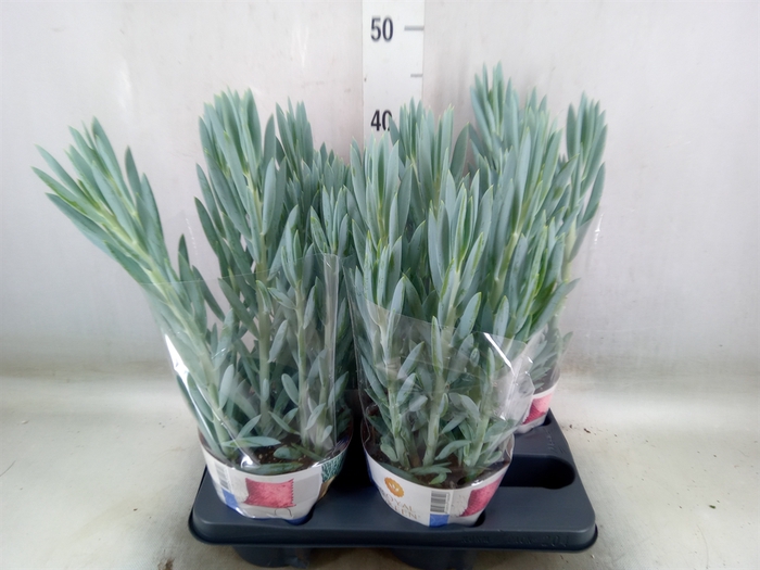 <h4>Curio ficoides 'Mount everest'</h4>