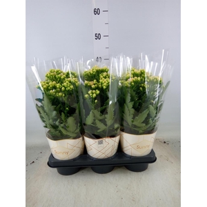 Kalanchoe  'MoreFlow Sunny Pink'