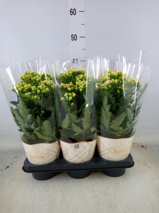 <h4>Kalanchoe  'MoreFlow Sunny Pink'</h4>