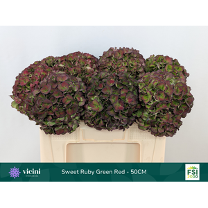 Hydr Sweet Ruby Green Red 50 cm Vicini