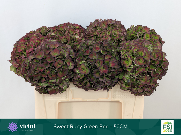 <h4>Hydr Sweet Ruby Green Red 50 cm Vicini</h4>