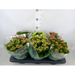 Kalanchoe blos. 'RosDon Collection'