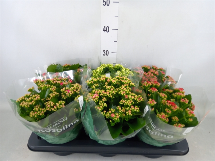 <h4>Kalanchoe blos. 'RosDon Collection'</h4>