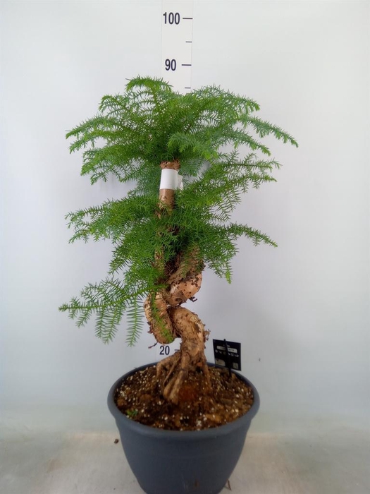 <h4>Araucaria ...</h4>