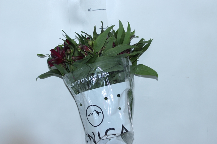 <h4>ALSTROEMERIA POMPEII 080 CM</h4>
