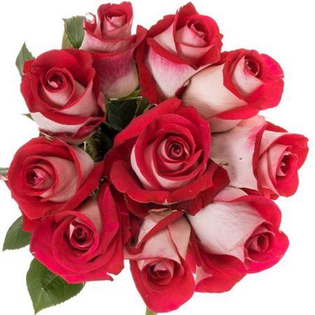 <h4>R GR EQ BLUEZ</h4>