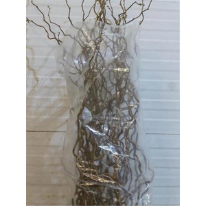 Corylus Av Contorta
