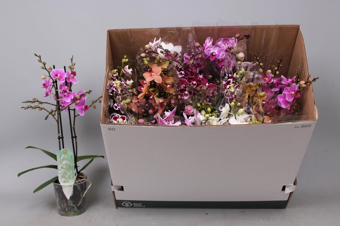 <h4>PHAL MF GEM 8 KL</h4>