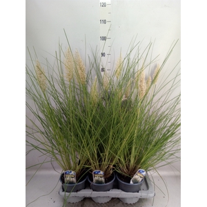 Cortaderia sell. 'Tiny Pampa'