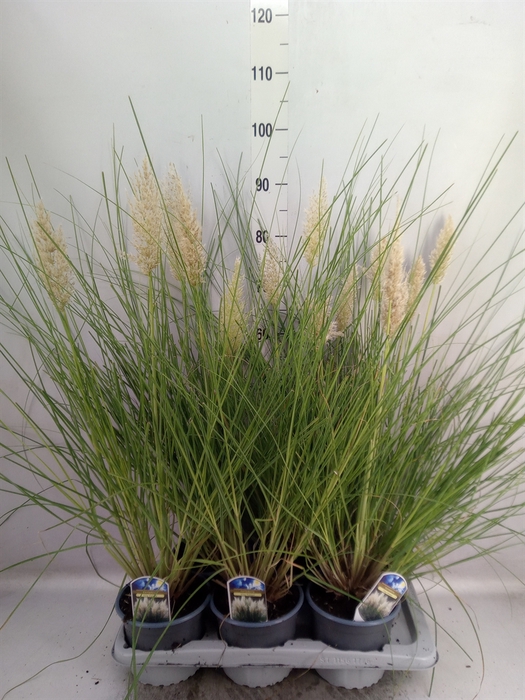 <h4>Cortaderia sell. 'Tiny Pampa'</h4>