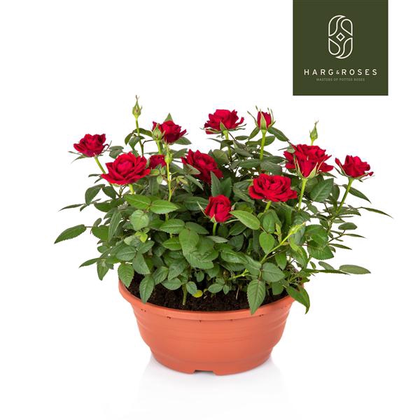 <h4>Rosa Kordana Apachi Schaal (Rood)</h4>