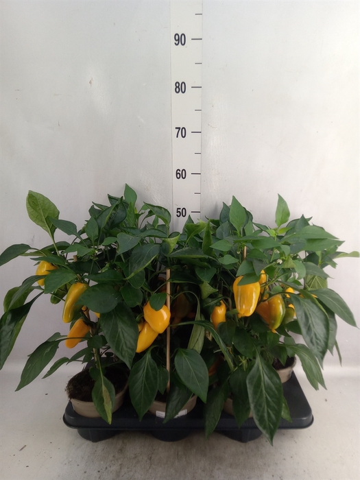 <h4>Capsicum annuum   ...paprika</h4>