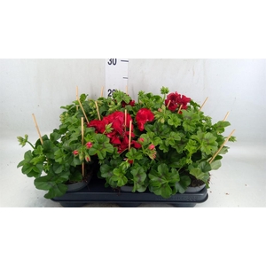 Pelargonium pelt.   ...