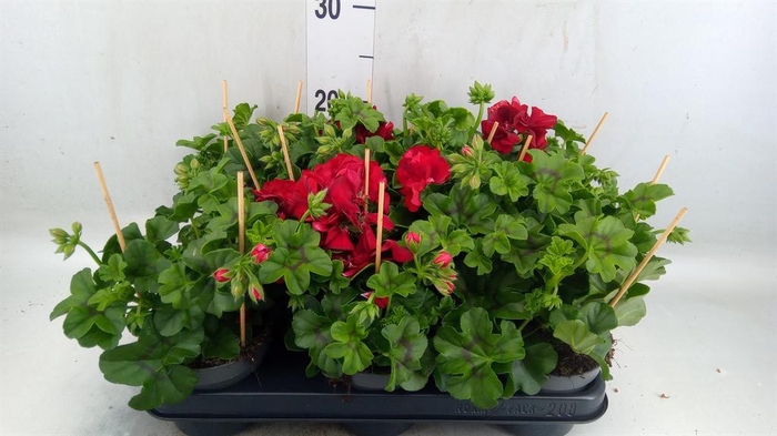 <h4>Pelargonium pelt.   ...</h4>