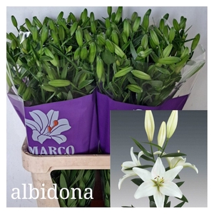 LI LA ALBIDONA