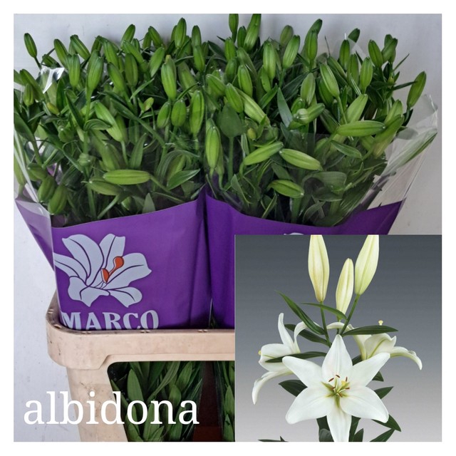 LI LA ALBIDONA