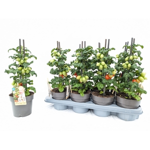 TOMATENPLANTEN