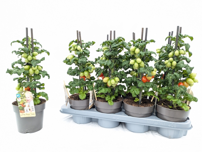 <h4>TOMATENPLANTEN</h4>