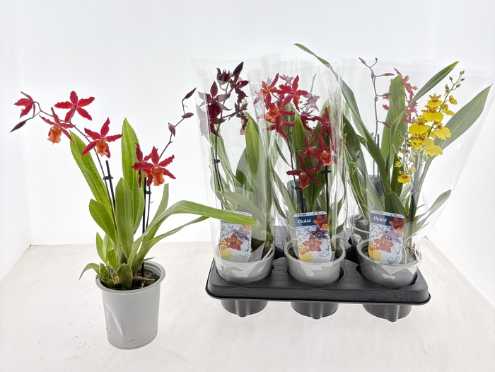 <h4>ORCHIDEEEN GEM</h4>