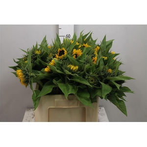 Heli Sunrich Orange