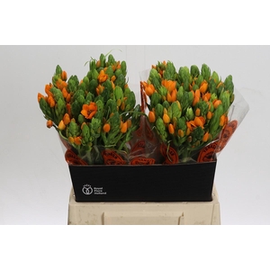 Ornithogalum Dubium Sunshine
