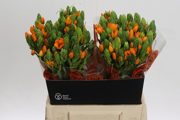 <h4>Ornithogalum Dubium Sunshine</h4>