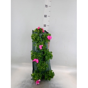 Perkplanten   ...sorted   [Bedding]