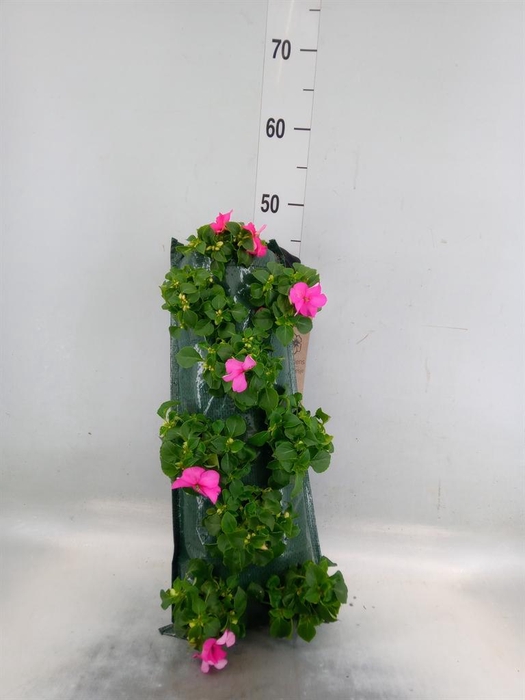 <h4>Perkplanten   ...sorted   [Bedding]</h4>