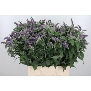 Mentha Silver Queen