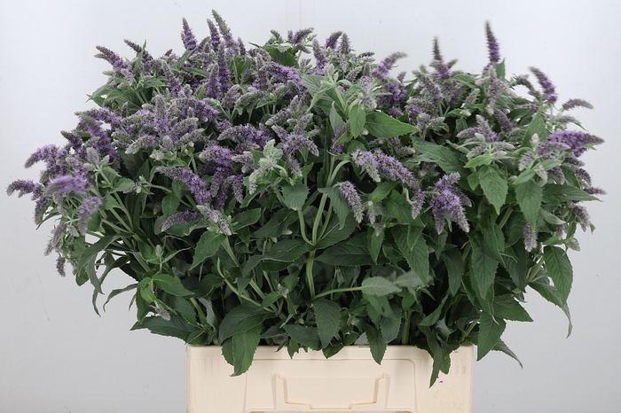 <h4>Mentha Silver Queen</h4>