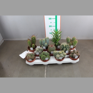 CACTUS GEMENGD