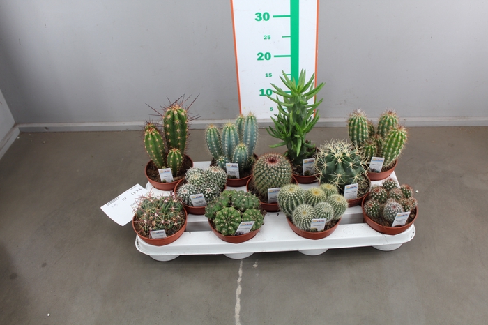 CACTUS GEMENGD