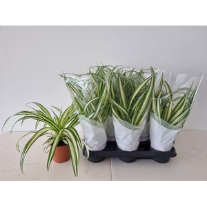 CHLOR COM VARIEGATUM P11