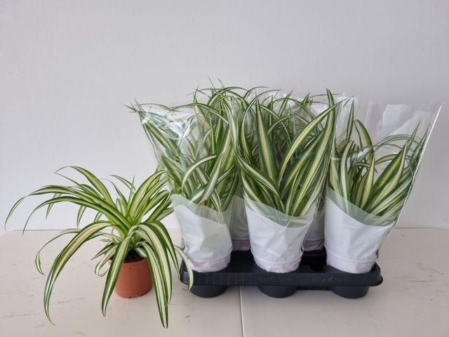 <h4>CHLOR COM VARIEGATUM P11</h4>