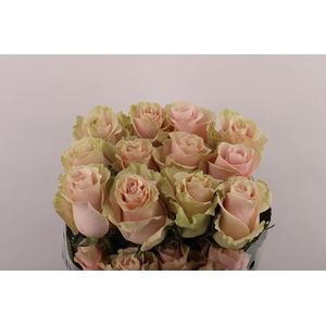 R Gr Pink Mondial EQ
