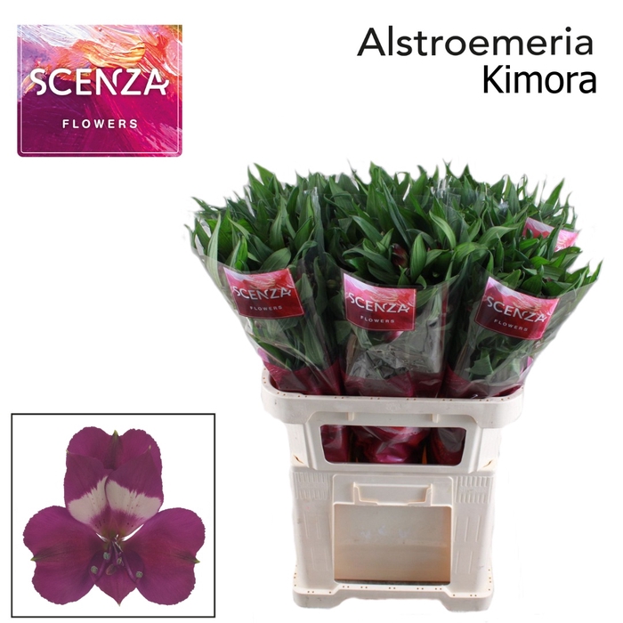 <h4>Alstroemeria Kimora</h4>