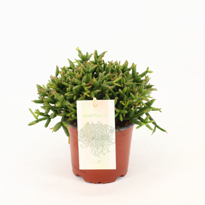 <h4>Rhipsalis burchellii</h4>