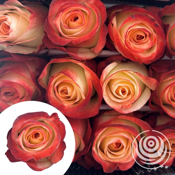 <h4>R Eq Farfalla</h4>