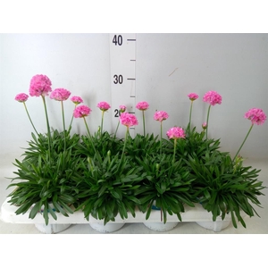 Armeria pseud. 'Dreameria Daydream'