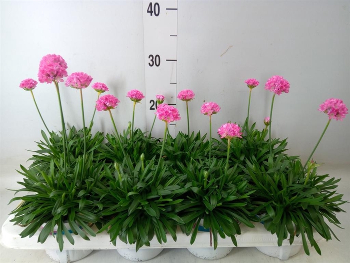 <h4>Armeria pseud. 'Dreameria Daydream'</h4>